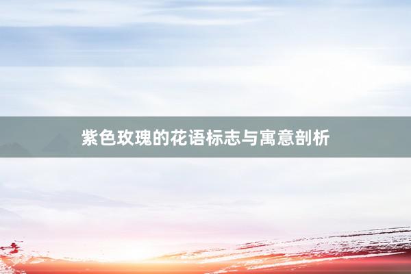 紫色玫瑰的花语标志与寓意剖析