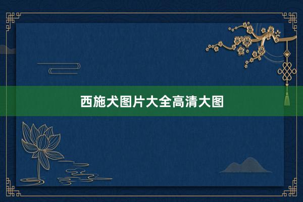 西施犬图片大全高清大图